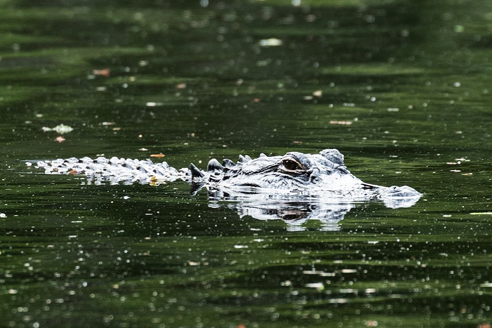 Alligator in a pond at Magnolia House and Gardens in South Carolina art print by South Carolina Picture Archive for $57.95 CAD