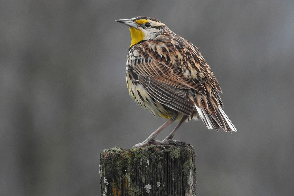 Eastern Meadowlark Tennessee art print by Tennessee Picture Archive for $57.95 CAD