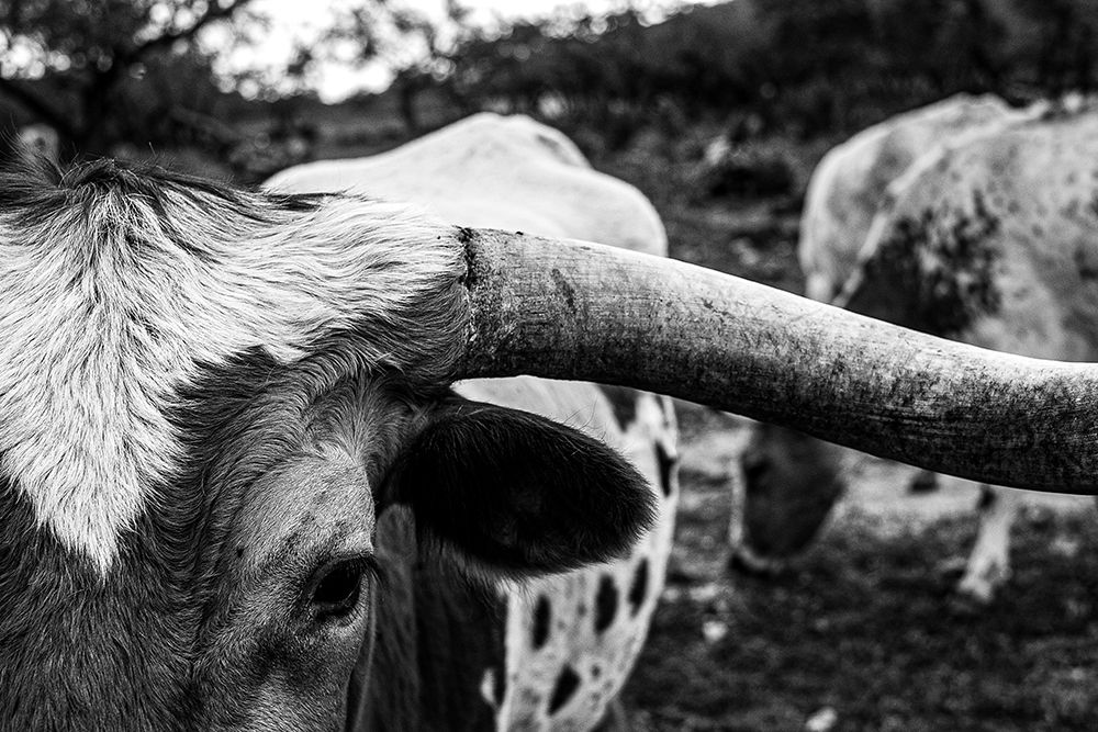 Longhorn Cows-Texas art print by Texas Picture Archive for $57.95 CAD
