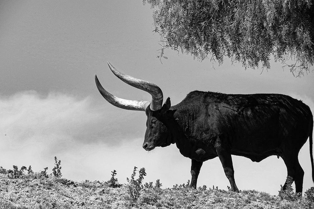 Longhorn Steer-Texas art print by Texas Picture Archive for $57.95 CAD