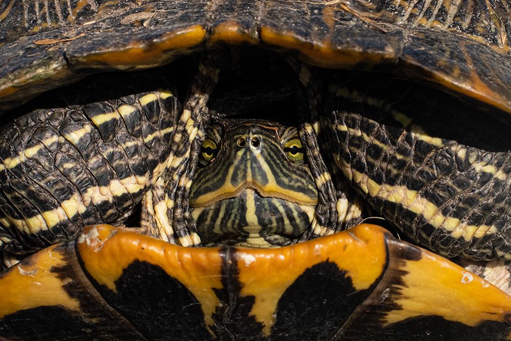 Red-eared Slider Turtle in San Antonio-Texas art print by Lance Cheung for $57.95 CAD