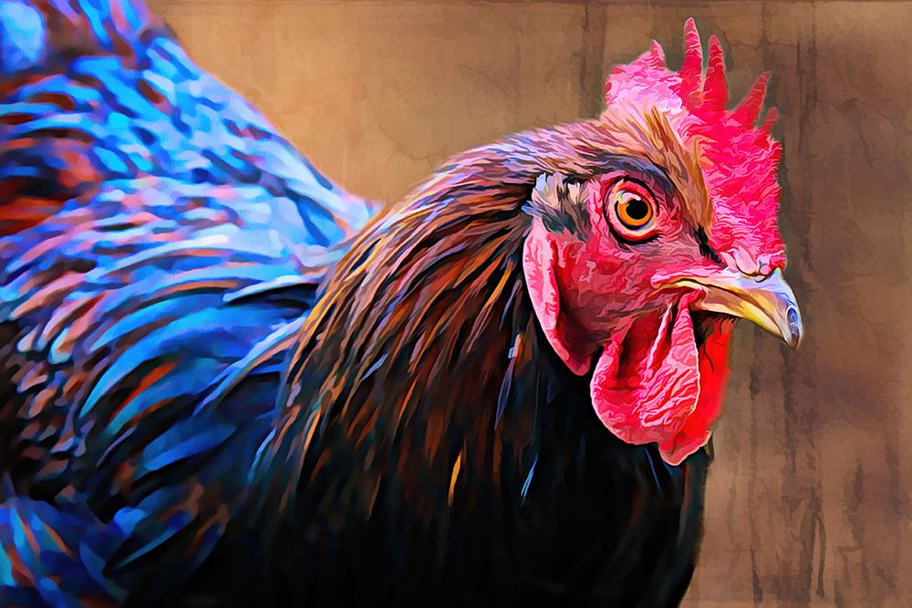 Australorp Chicken art print by Alpenglow Workshop for $57.95 CAD