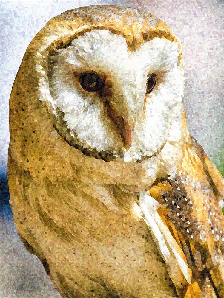 Barn Owl art print by Alpenglow Workshop for $57.95 CAD