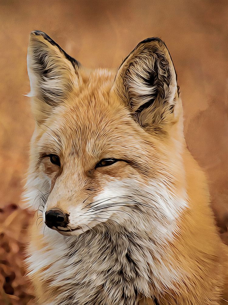 Fox art print by Alpenglow Workshop for $57.95 CAD