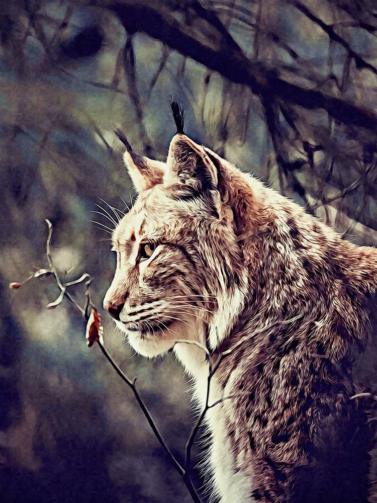 Lynx art print by Alpenglow Workshop for $57.95 CAD