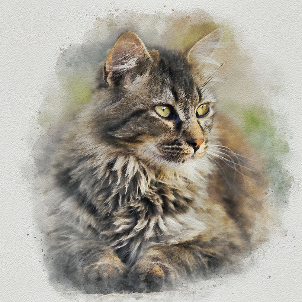 Maine Coon Cat art print by Alpenglow Workshop for $57.95 CAD
