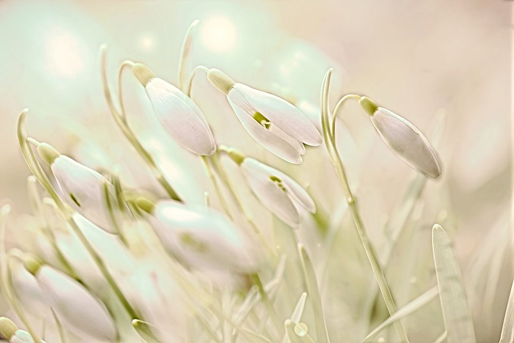 Enchanting Snowdrops art print by Alpenglow Workshop for $57.95 CAD