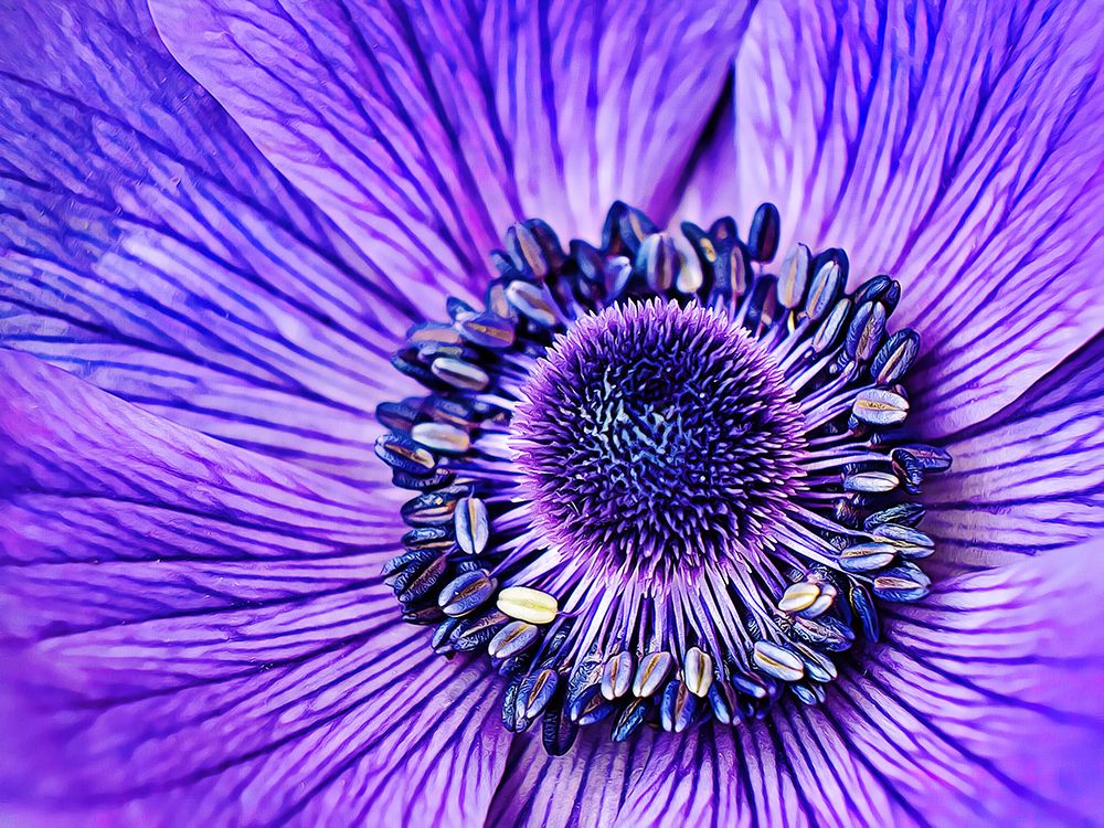 Heart of the Anemone art print by Alpenglow Workshop for $57.95 CAD
