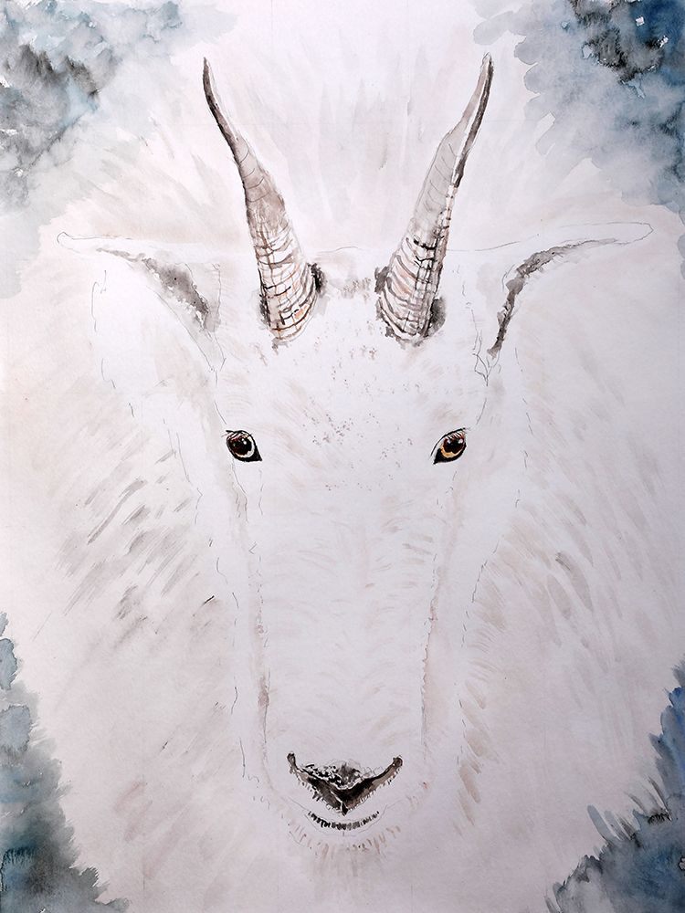 Mountain Goat Gaze art print by Wynn Derr for $57.95 CAD