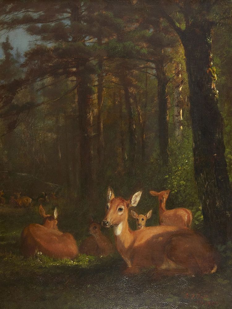 Deer in Forest art print by Arthur Fitzwilliam Tait for $57.95 CAD
