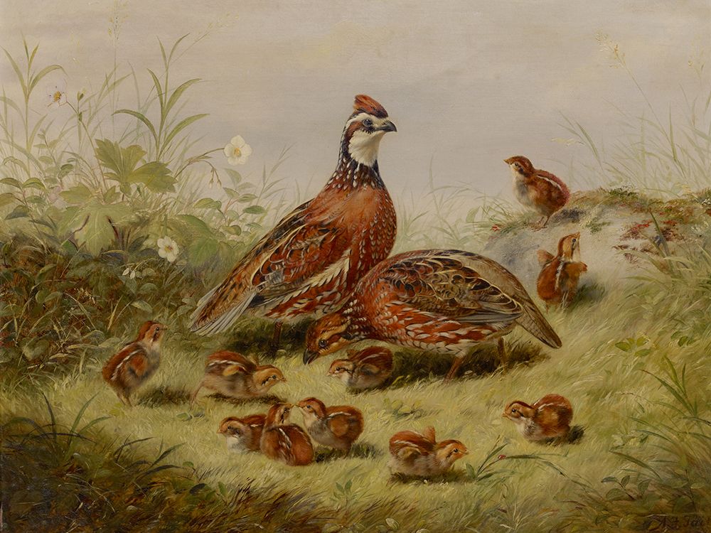 Quail and Young art print by Arthur Fitzwilliam Tait for $57.95 CAD