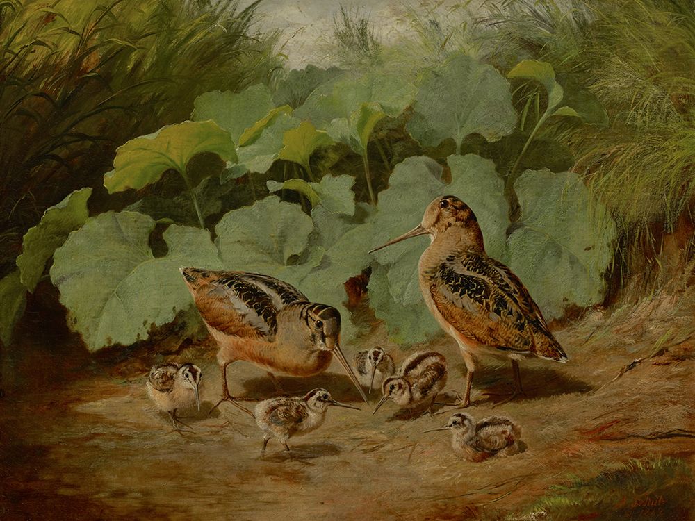 Woodcock and Young art print by Arthur Fitzwilliam Tait for $57.95 CAD