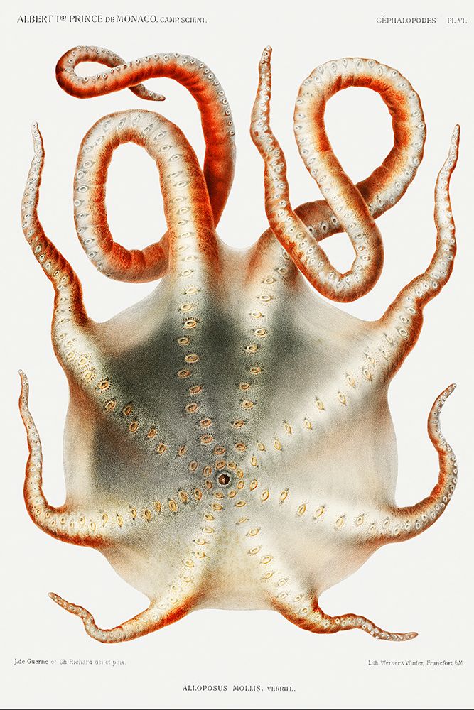 Alloposus mollis, a seven arm octopus art print by Albert I Prince of Monaco for $57.95 CAD