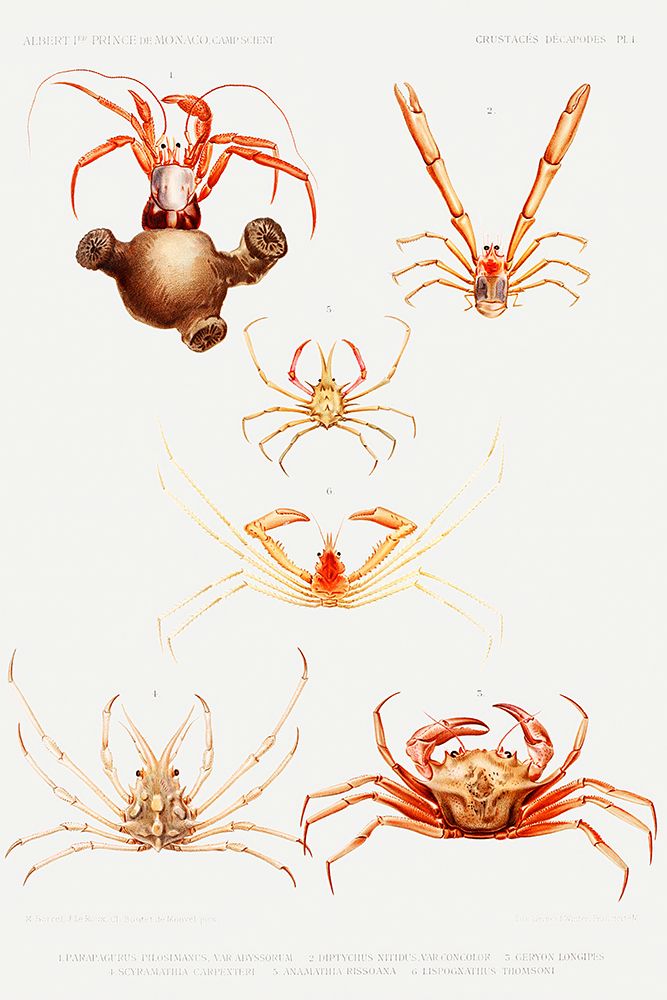 Crab varieties set illustration I art print by Albert I Prince of Monaco for $57.95 CAD