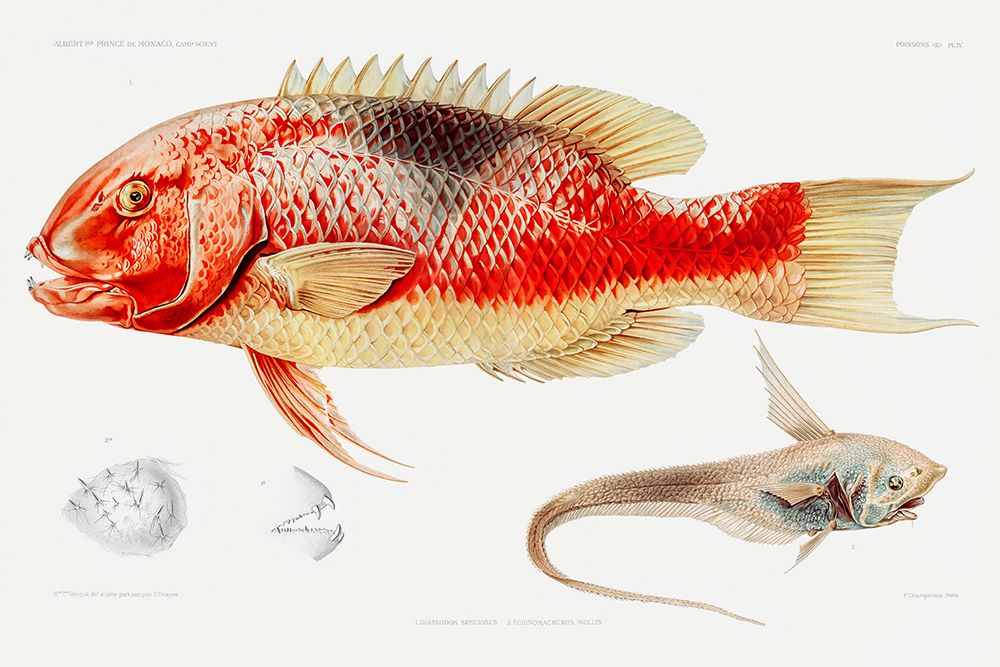 Hogfish and a ray finned fish illustration art print by Albert I Prince of Monaco for $57.95 CAD