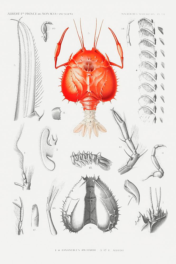 Illustration of a shrimps external and internal organs art print by Albert I Prince of Monaco for $57.95 CAD