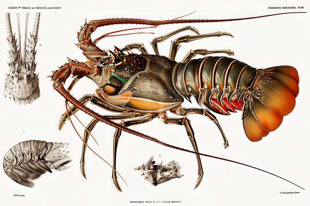 Illustration of an European lobster art print by Albert I Prince of Monaco for $57.95 CAD