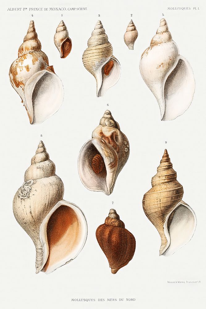 Molluscs of the Northern Seas I art print by Albert I Prince of Monaco for $57.95 CAD