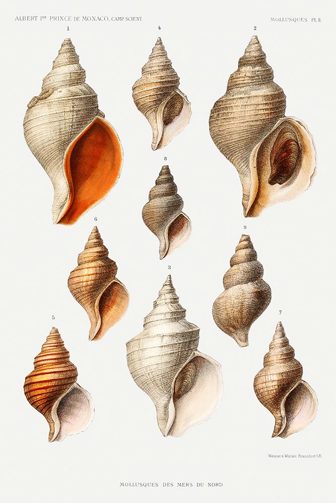 Molluscs of the Northern Seas II art print by Albert I Prince of Monaco for $57.95 CAD