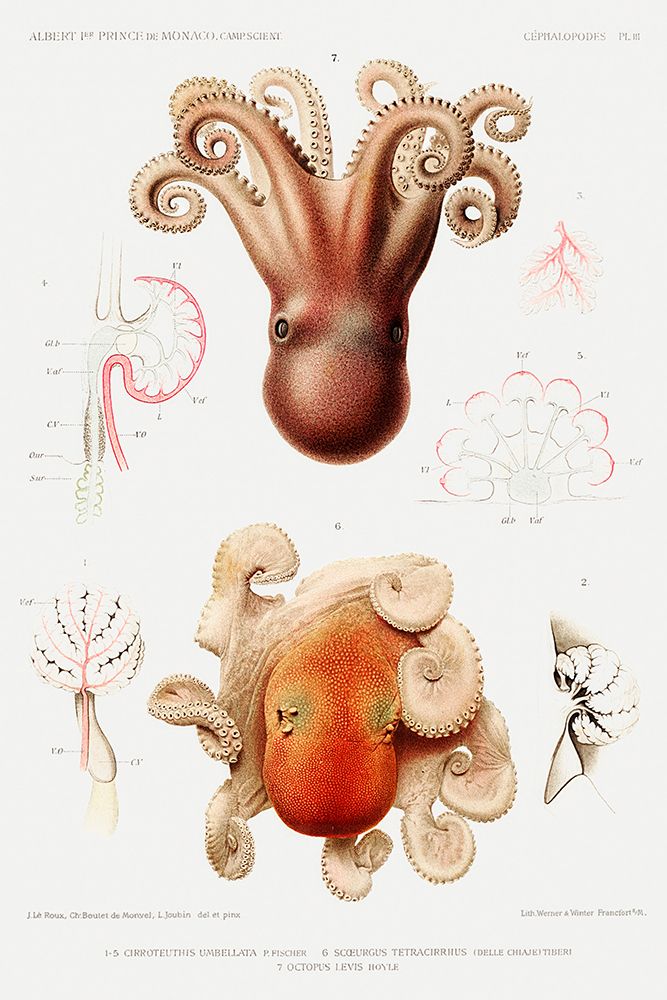 Octopus illustration art print by Albert I Prince of Monaco for $57.95 CAD