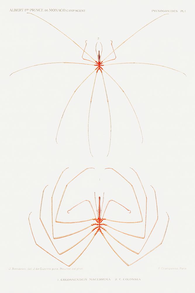 Sea spider illustration art print by Albert I Prince of Monaco for $57.95 CAD
