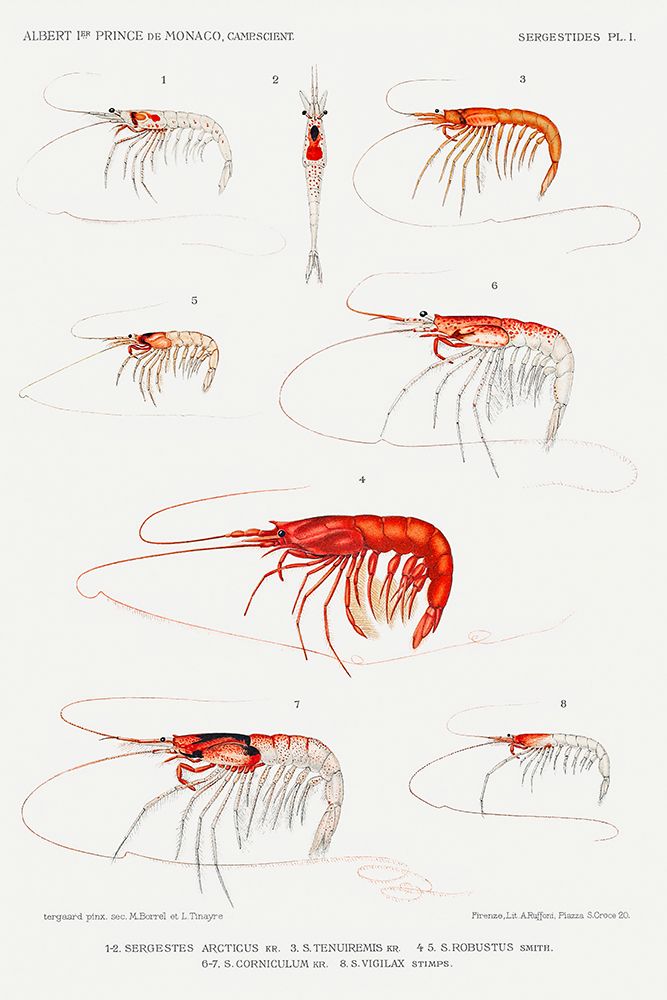 Shrimp varieties set illustration I art print by Albert I Prince of Monaco for $57.95 CAD