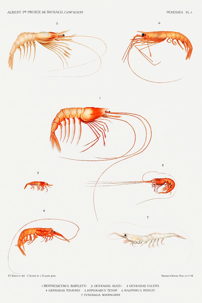 Shrimp varieties set illustration II art print by Albert I Prince of Monaco for $57.95 CAD