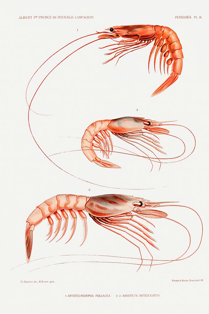 Shrimp varieties set illustration III art print by Albert I Prince of Monaco for $57.95 CAD