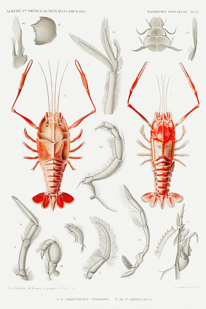 Shrimps external and internal organs illustration art print by Albert I Prince of Monaco for $57.95 CAD