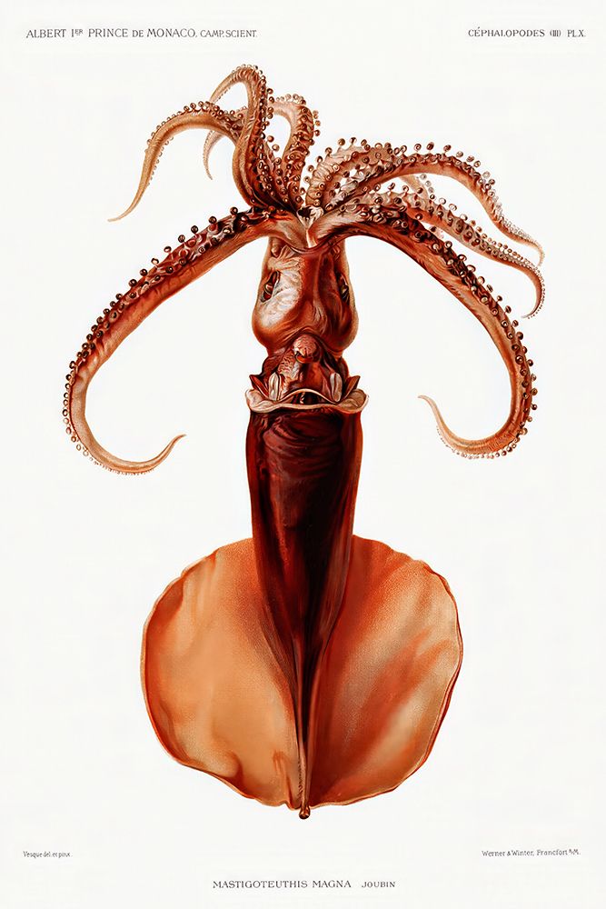 Squid illustration art print by Albert I Prince of Monaco for $57.95 CAD