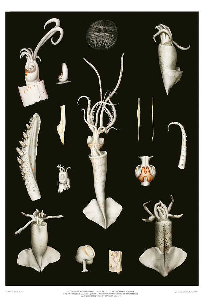 Squid varieties set illustration art print by Albert I Prince of Monaco for $57.95 CAD