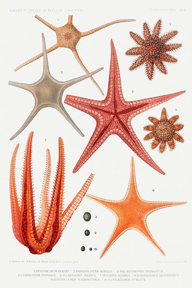 Starfish varieties set illustration I art print by Albert I Prince of Monaco for $57.95 CAD