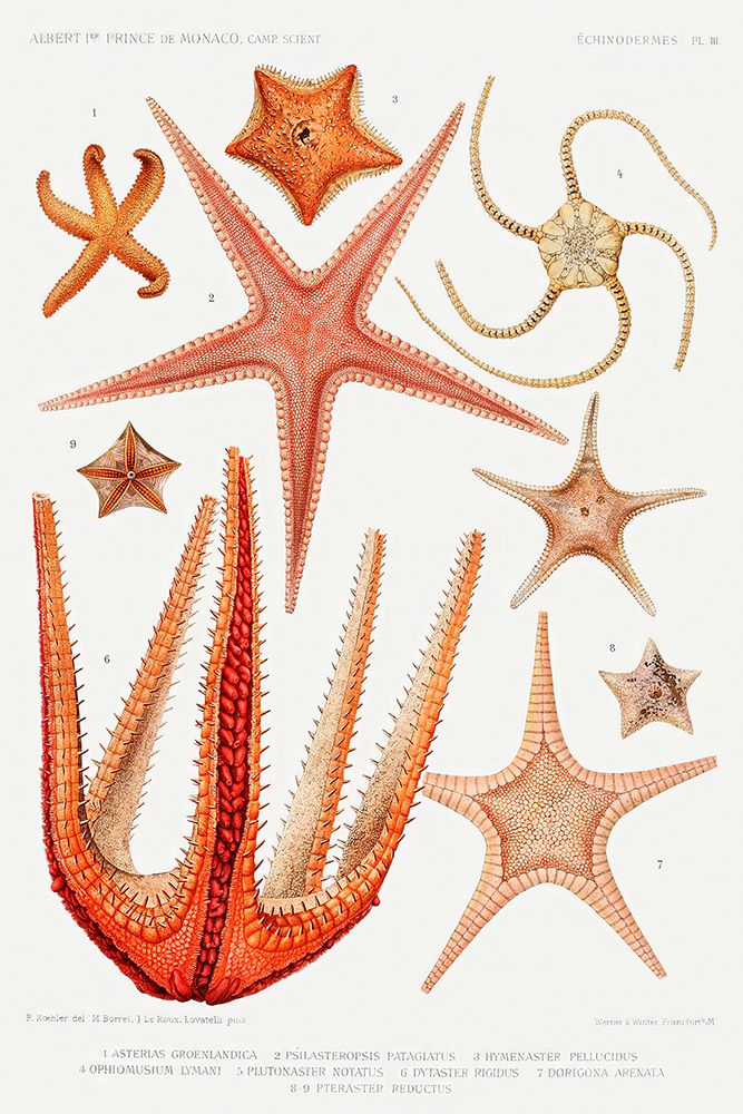 Starfish varieties set illustration II art print by Albert I Prince of Monaco for $57.95 CAD