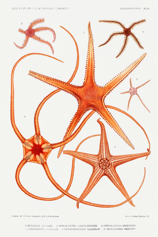 Starfish varieties set illustration IV art print by Albert I Prince of Monaco for $57.95 CAD