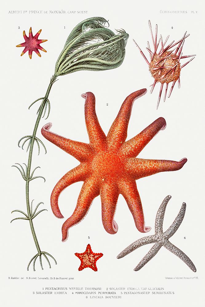 Starfish varieties set illustration V art print by Albert I Prince of Monaco for $57.95 CAD