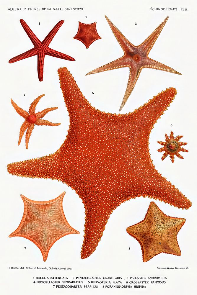 Starfish varieties set illustration VI art print by Albert I Prince of Monaco for $57.95 CAD