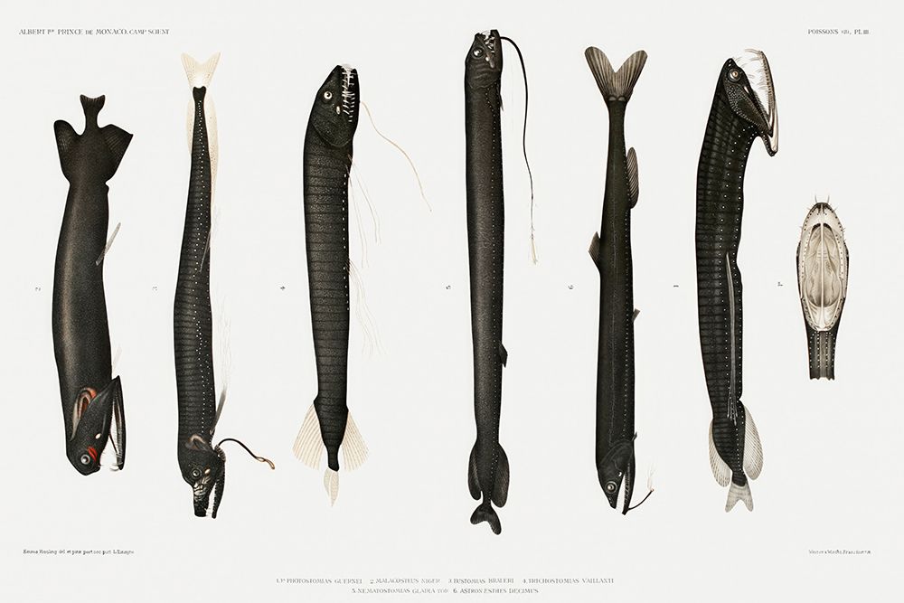 Stomiidae deep sea fish varieties set illustration I art print by Albert I Prince of Monaco for $57.95 CAD