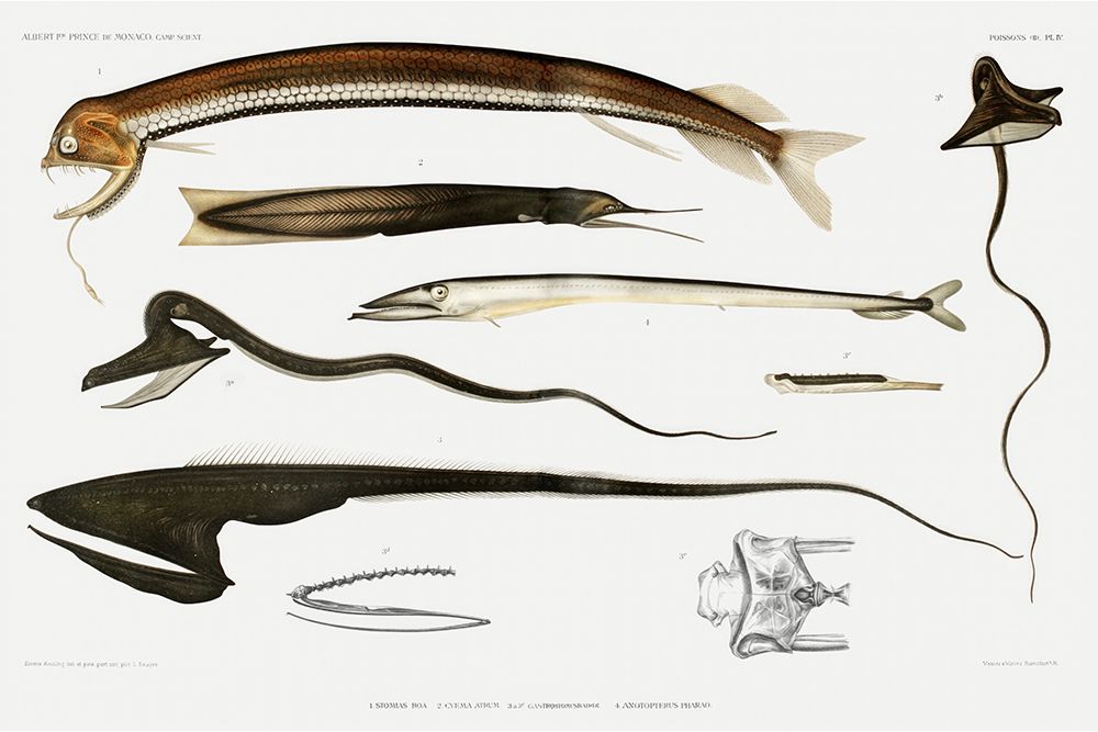 Stomiidae deep sea fish varieties set illustration II art print by Albert I Prince of Monaco for $57.95 CAD