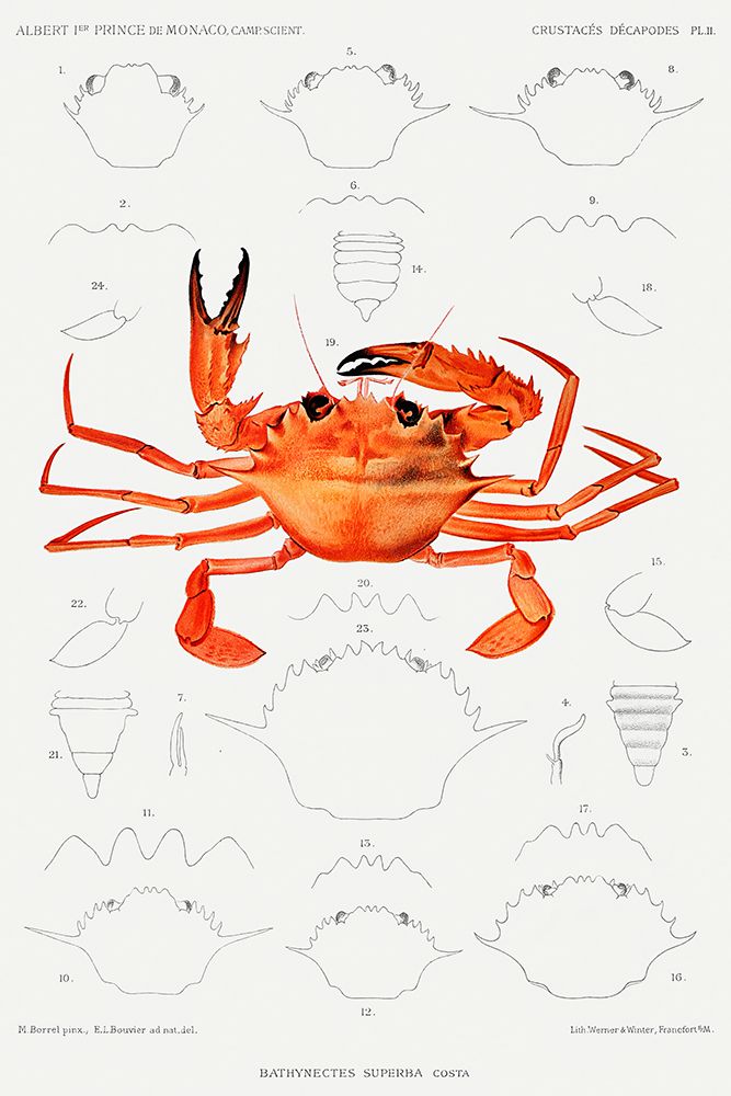 West African Brachyuran crab, Bathynectes piperitus vintage illustration art print by Albert I Prince of Monaco for $57.95 CAD