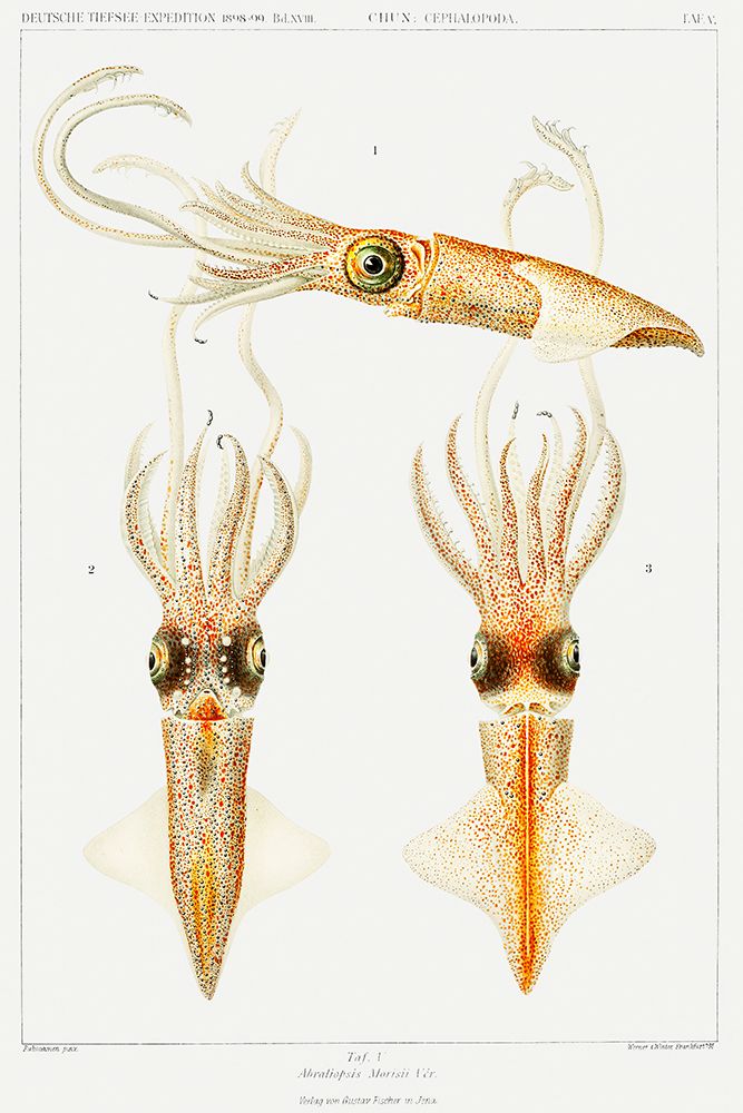 Abraliopsis morisii, bioluminescent squid illustration art print by Carl Chun for $57.95 CAD
