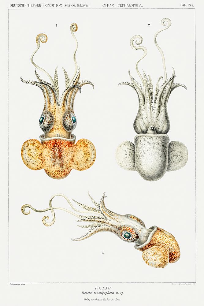 Bobtail squid illustration art print by Carl Chun for $57.95 CAD