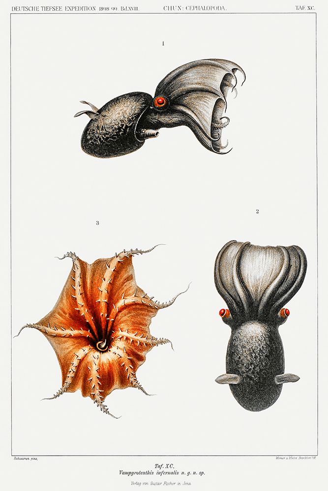Cirrate octopus and a vampire squid illustration art print by Carl Chun for $57.95 CAD