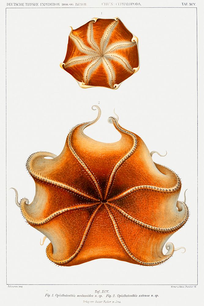 Cirrate octopus illustration III art print by Carl Chun for $57.95 CAD