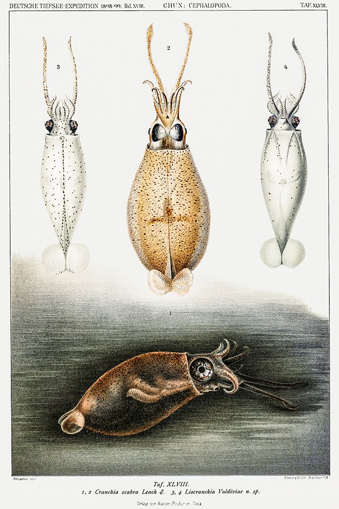 Glass squids illustration art print by Carl Chun for $57.95 CAD