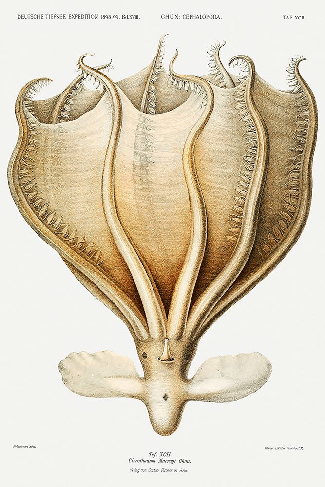 Illustration of a Cirrothauma murrayi octopus art print by Carl Chun for $57.95 CAD
