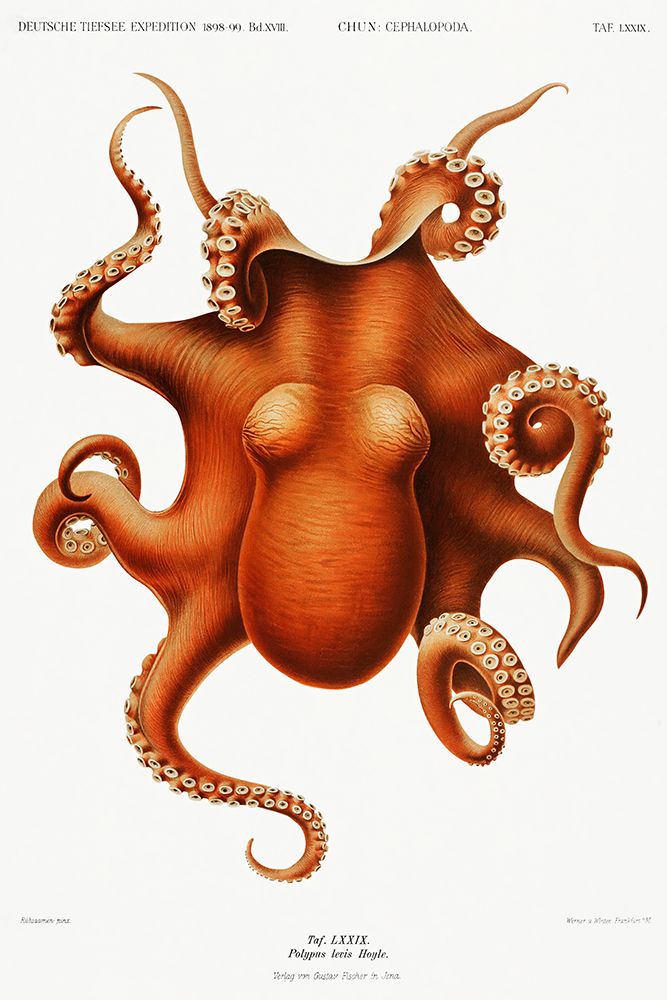 Octopus illlustration art print by Carl Chun for $57.95 CAD