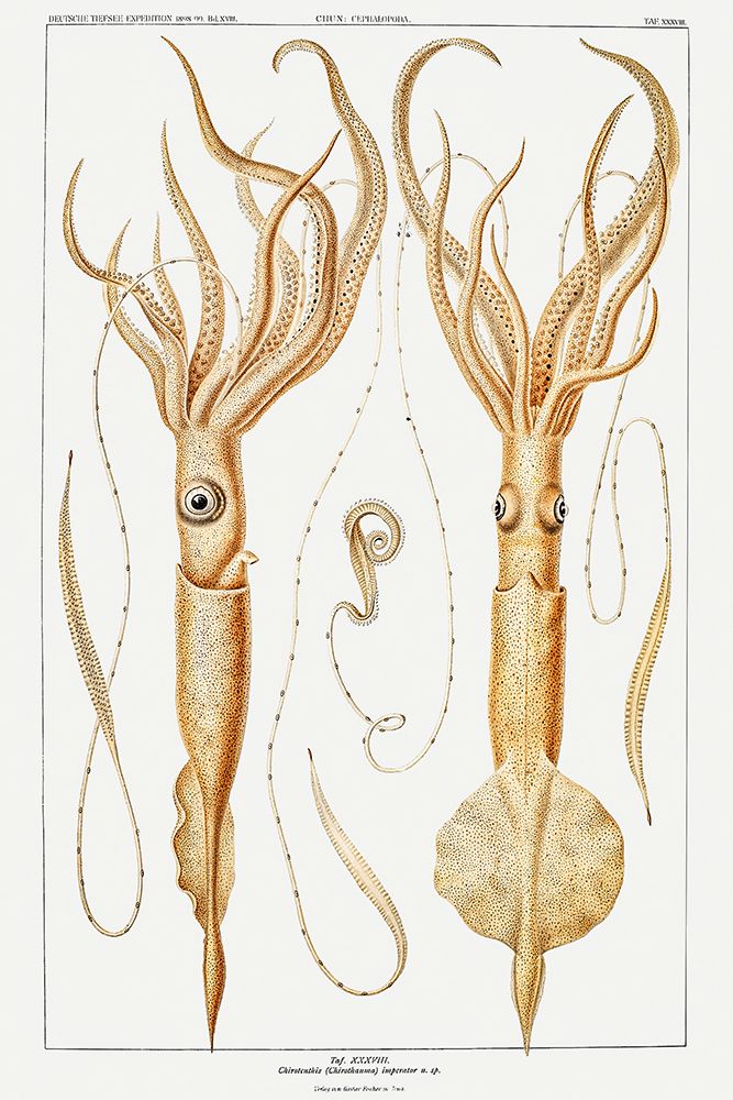 Various genera of squids illustration art print by Carl Chun for $57.95 CAD