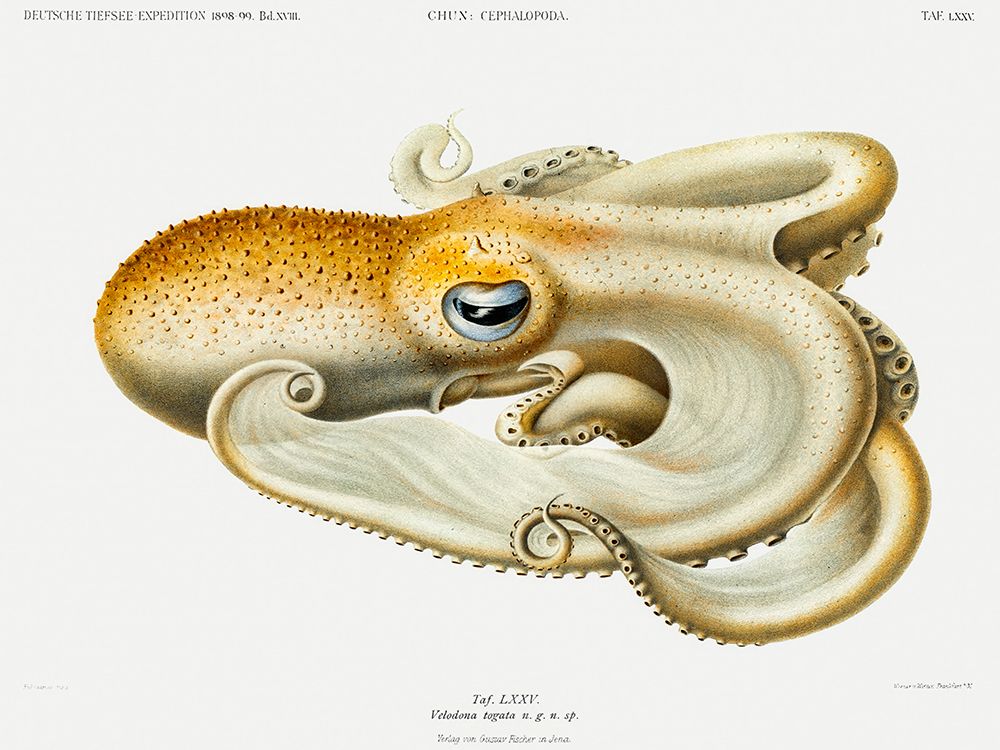Velodona octopus illustration II art print by Carl Chun for $57.95 CAD