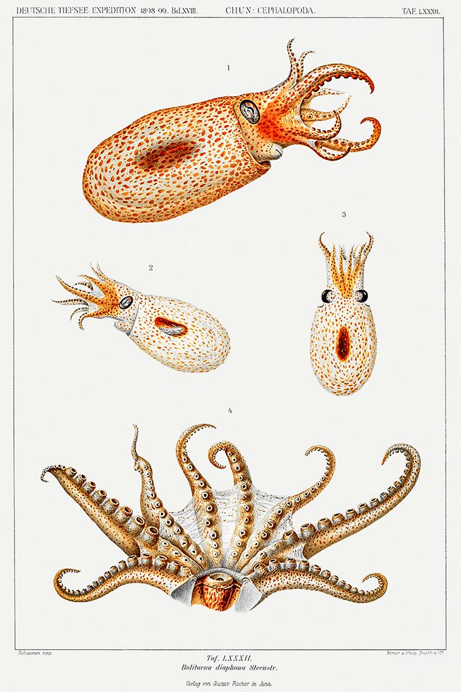Vintage bolitaena octopus illustration I art print by Carl Chun for $57.95 CAD