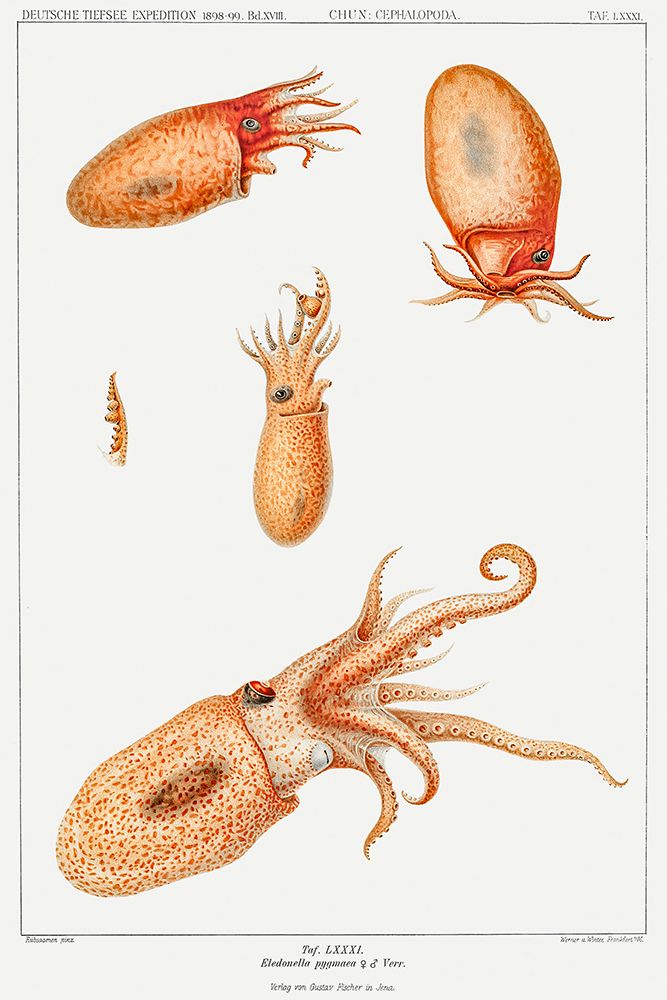 Vintage bolitaena octopus illustration II art print by Carl Chun for $57.95 CAD
